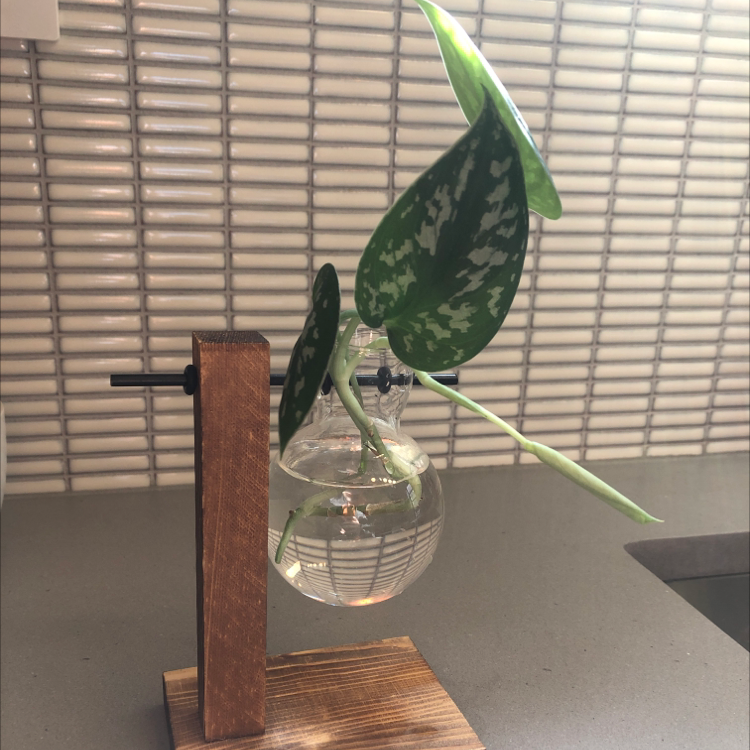 Gorgeous satin pothos in a clear vase, with dark green leaves featuring silver variegation, set against a slatted background.