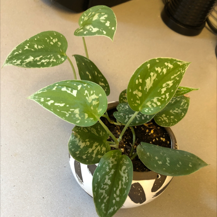 Satin Pothos plant photo by @Julia named Harry on Greg, the plant care app.