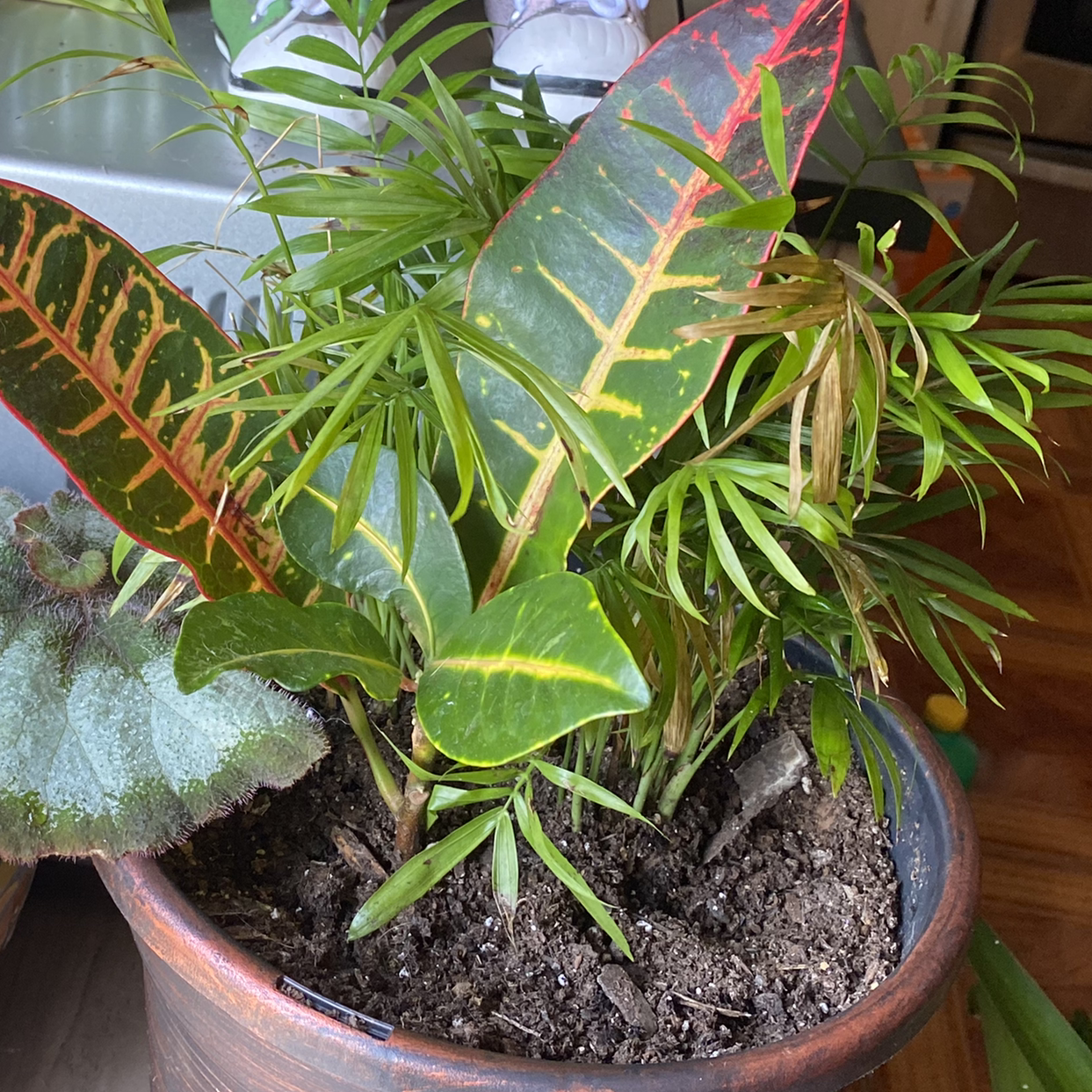 Healthy potted Croton 'Petra' plant with vibrant multicolored foliage ranging from dark green to bright red, orange and yellow.