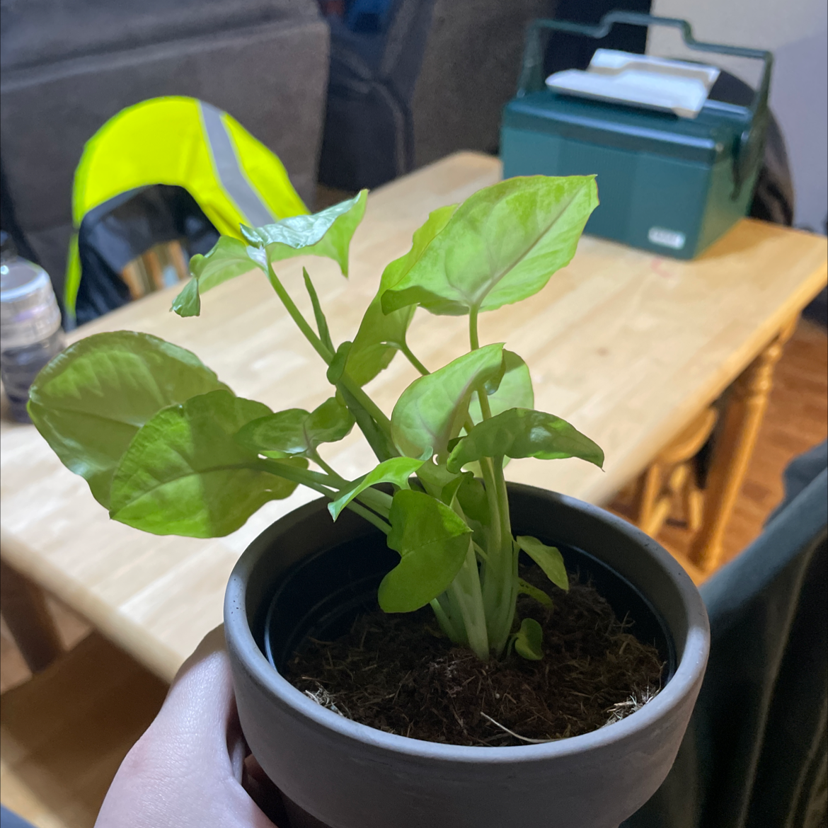 Photo of the plant species Syngonium 'Gold Allusion' by @Cutie_Patootie named Angel on Greg, the plant care app