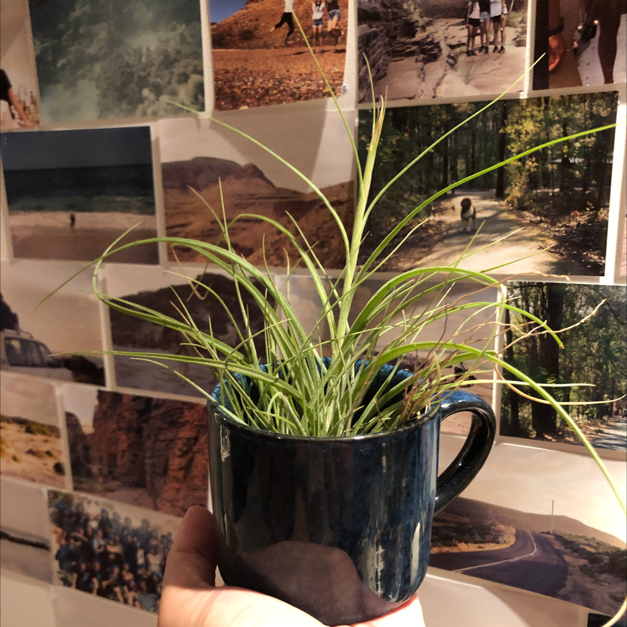 Photo of the plant species Tillandsia gardneri by Steph named Frankie on Greg, the plant care app