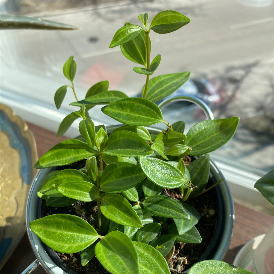 Healthy Radiator Plant in a pot with vibrant green leaves.