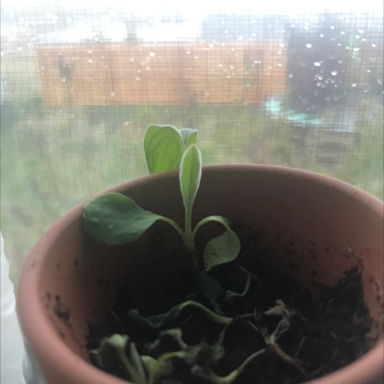 Photo of the plant species Chinese Forget-Me-Not by Abby named fiona on Greg, the plant care app