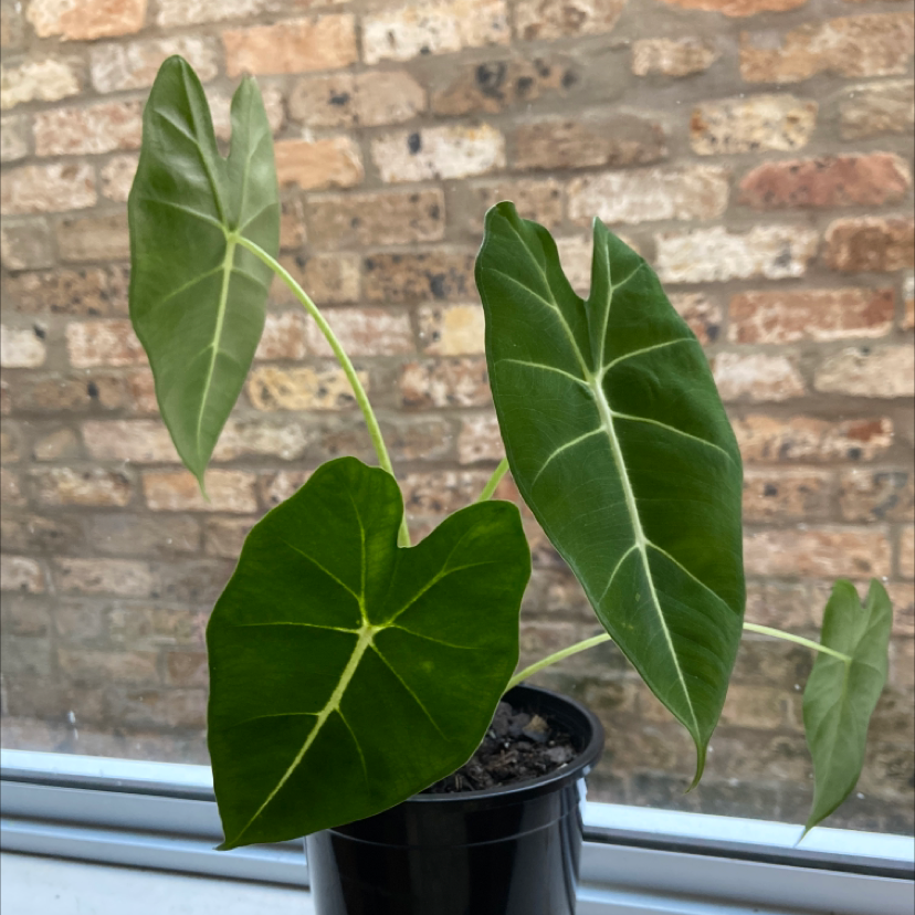 Green Velvet Alocasia plant in a black pot with healthy green leaves.
