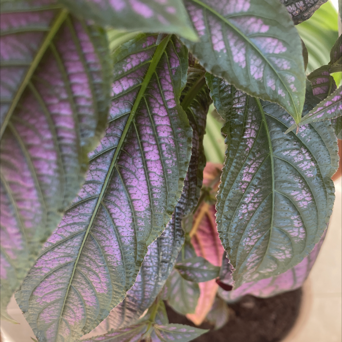 Close-up of a Persian Shield plant with vibrant purple and green leaves.