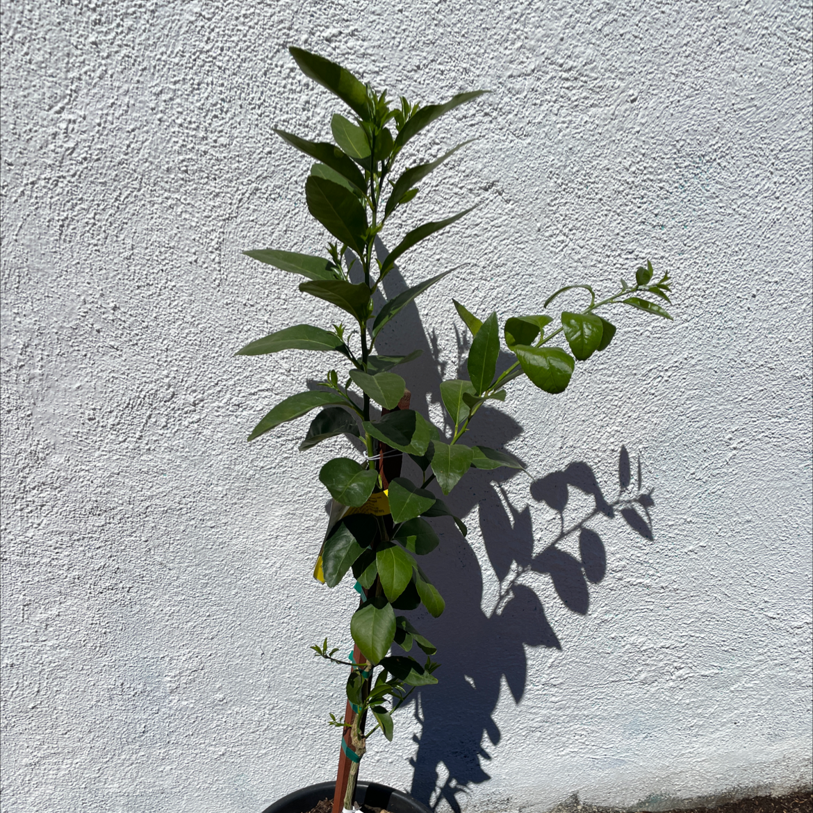 Young Persian Lime plant against a white wall, appears healthy with green leaves.