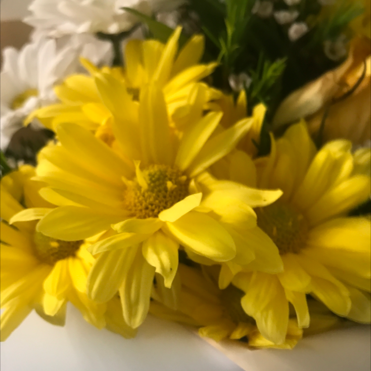 Close-up of bright yellow Treasureflower blooms, appearing healthy and vibrant.