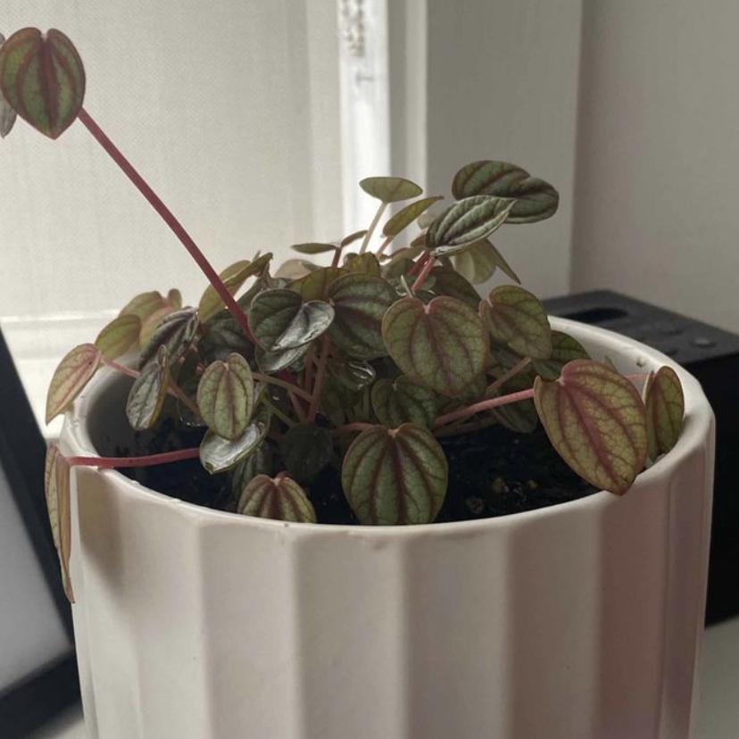 Photo of the plant species Piccolo banda by @chelsea_earth named Kore on Greg, the plant care app