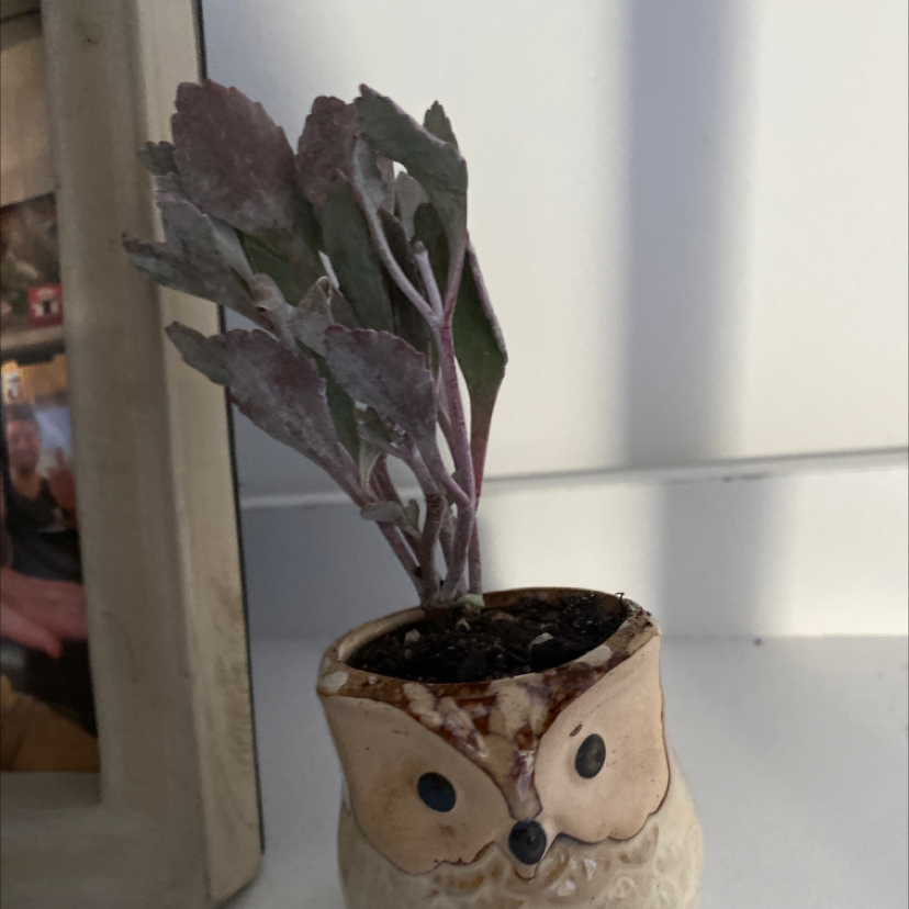 Photo of the plant species Frosty Pink Kalanchoe by @chelsea_earth named Your plant on Greg, the plant care app