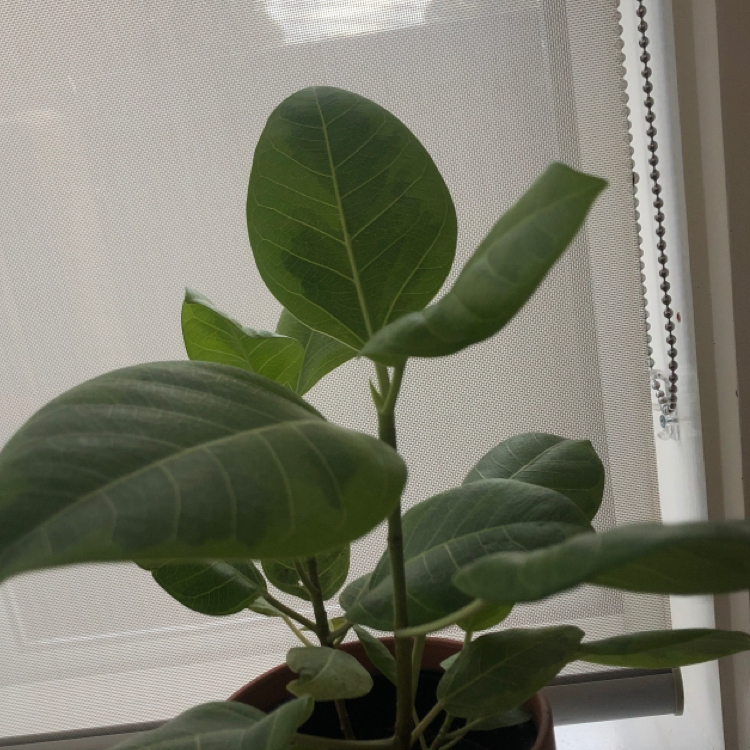 Photo of the plant species Yellow Ficus by @chelsea_earth named Athena on Greg, the plant care app
