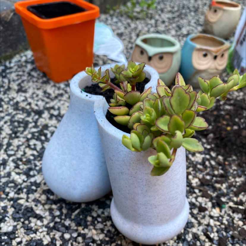 Millot Kalanchoe plant in a white dual-chamber pot with additional garden items in the background.