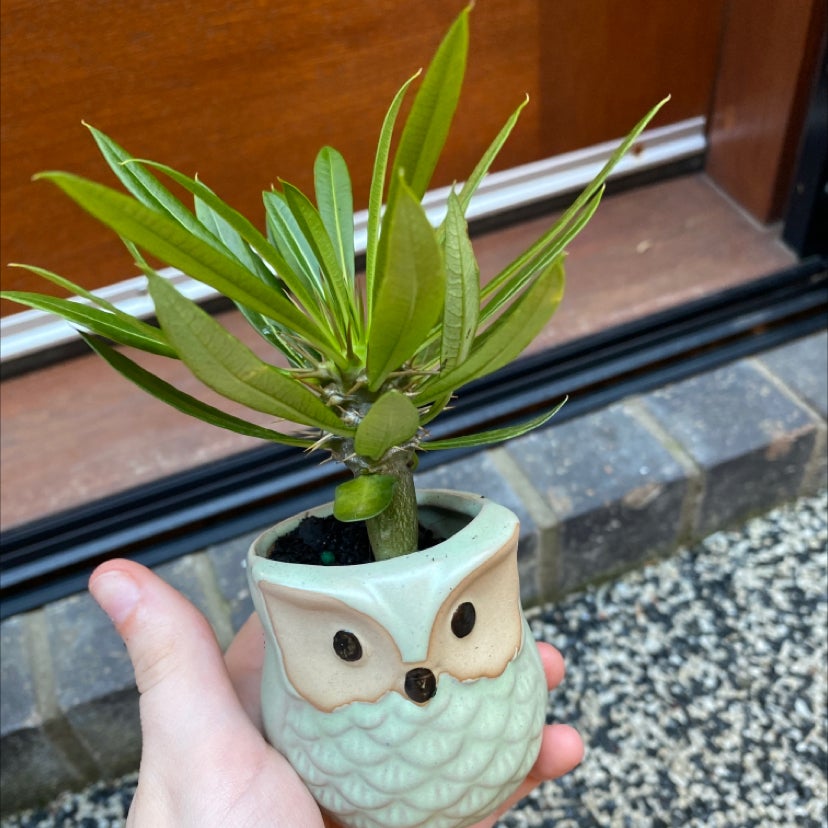 Best Soil for Oleander