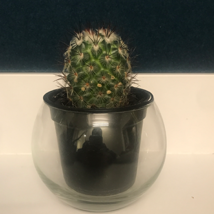Photo of the plant species Correll's Hedgehog Cactus by Lydia named Bubbles on Greg, the plant care app