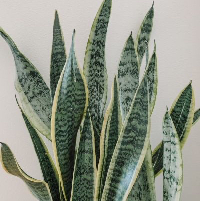 Snake Plant plant photo by @allisonwonderland named Viper (they/them) on Greg, the plant care app.