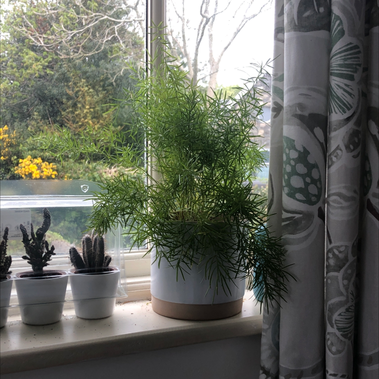 Sprenger's Asparagus plant on a windowsill with other small potted plants.