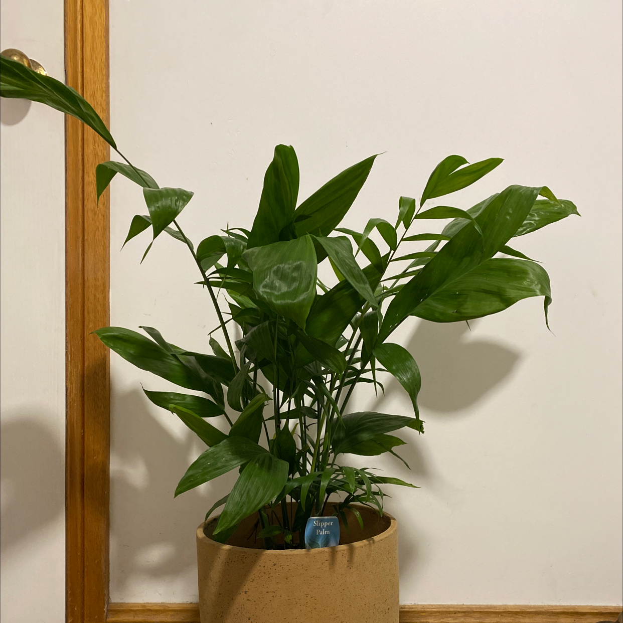 Photo of the plant species Chamaedorea oblongata by Maggie named slipper on Greg, the plant care app