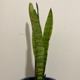 Snake Plant plant in Ourimbah, New South Wales