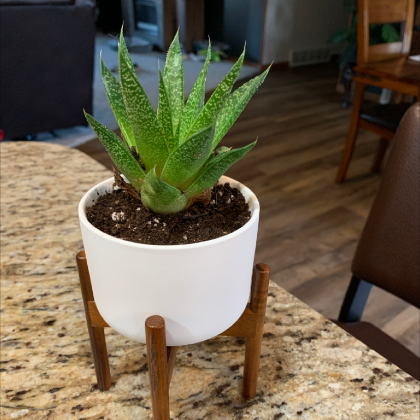 Healthy Ox Tongue plant with bright green speckled leaves in a white pot on a patterned rug.