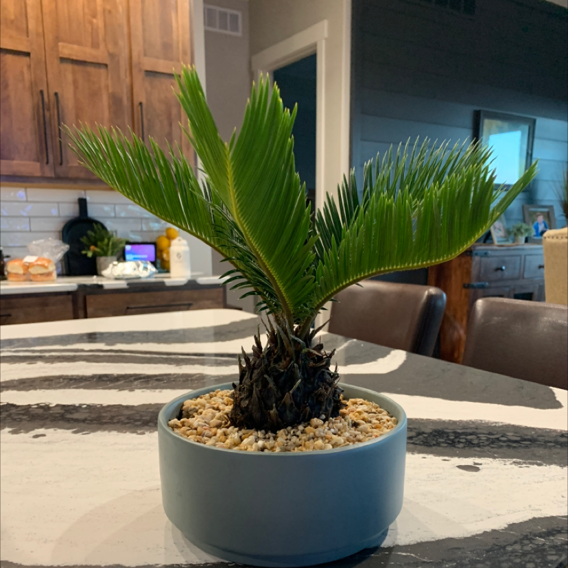 🌡 What Is A Good Temperature Range For My Sago Palm?