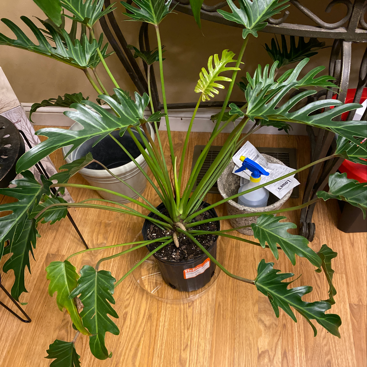 Photo of the plant species Lavender Mint Julep by Alex named Philodendron Xanadu on Greg, the plant care app