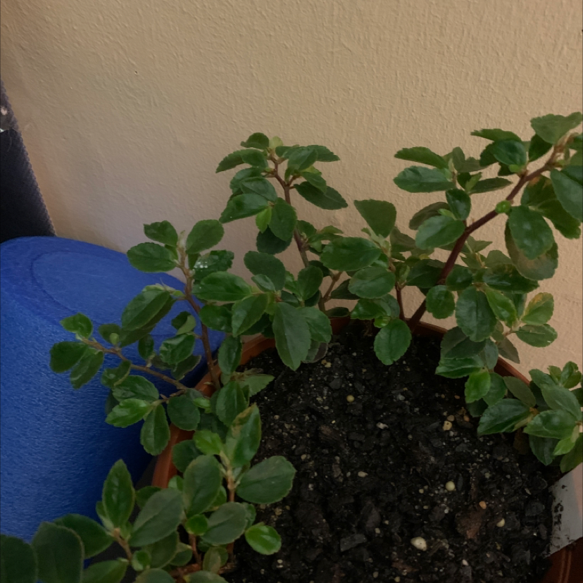Photo of the plant species Fuchsia Begonia 'Rose' by Claire named Cleopatra on Greg, the plant care app