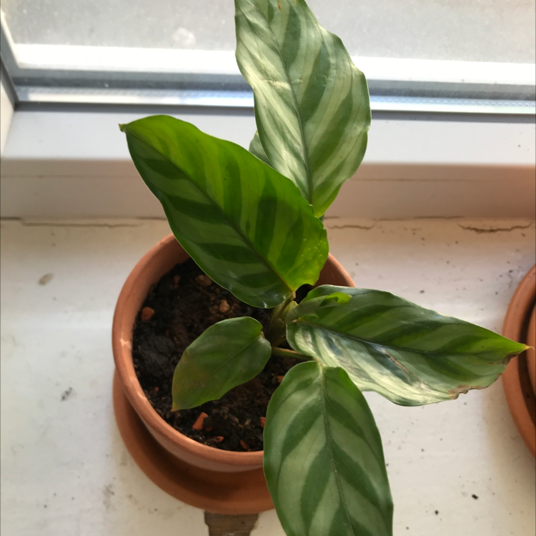 Calathea Vittata plant in a terracotta pot on a windowsill, showing healthy striped leaves.