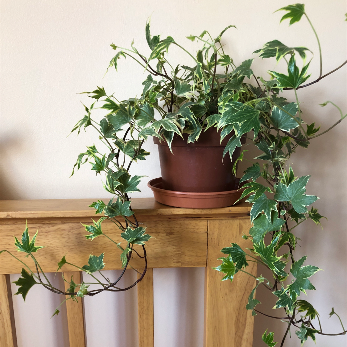 English Ivy plant photo by @lucyisfit named Julius on Greg, the plant care app.