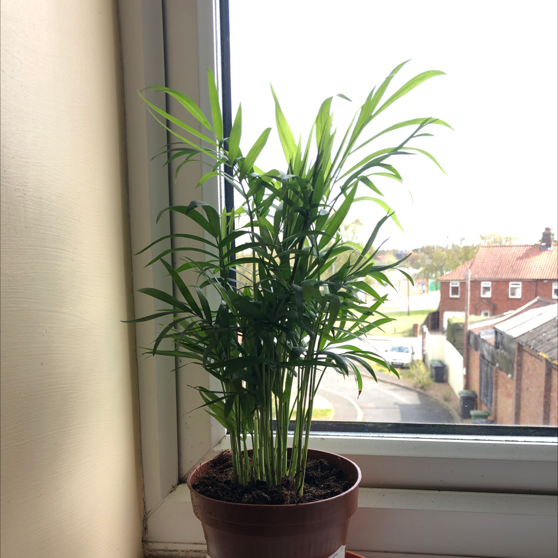 Parlour Palm plant photo by @lucyisfit named Bartholomew on Greg, the plant care app.