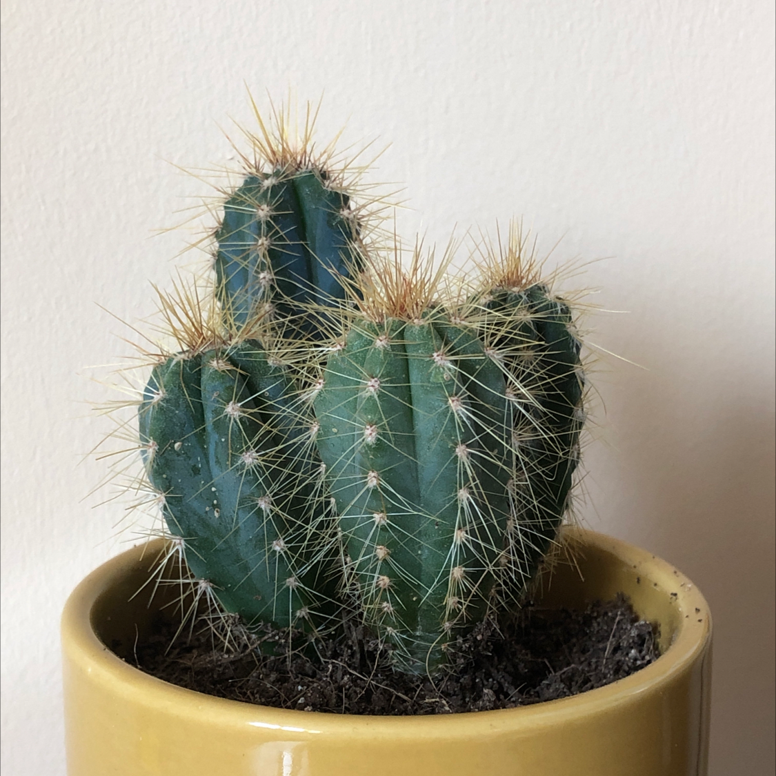 Saguaro plant photo by @lucyisfit named Ronald on Greg, the plant care app.