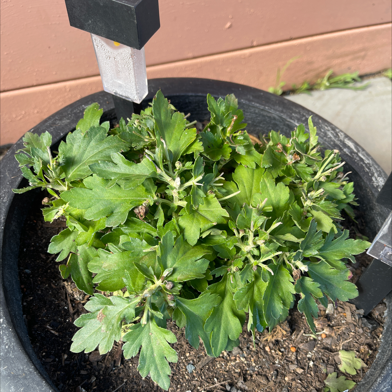Potted Florist's Daisy plant with green leaves and minor browning, no visible flowers.