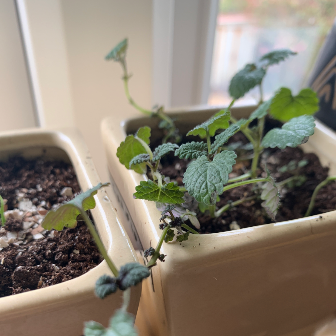 Lemon Balm plant in a beige pot with healthy green leaves and visible soil.