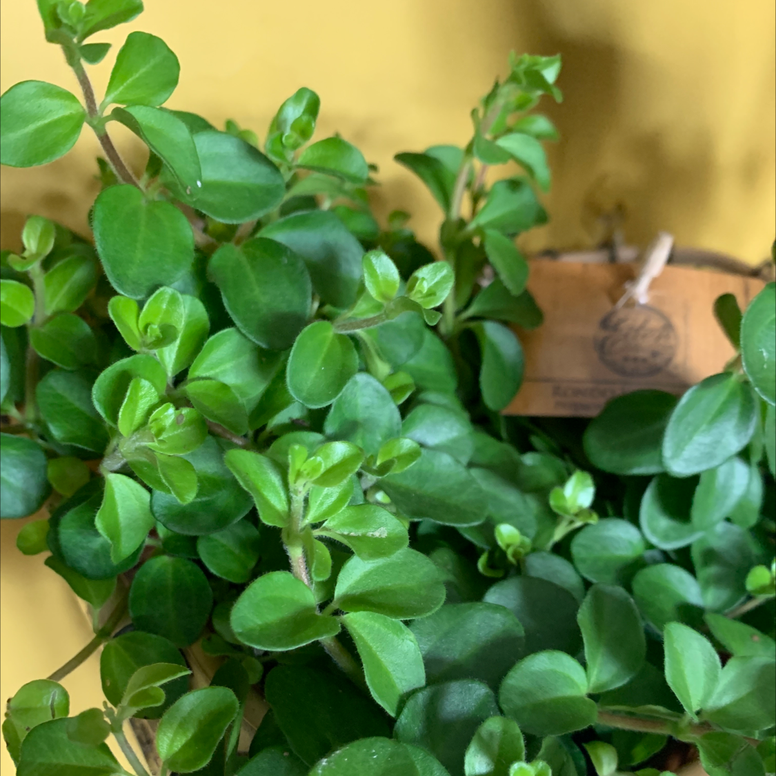Healthy Trailing Jade plant with vibrant green leaves.