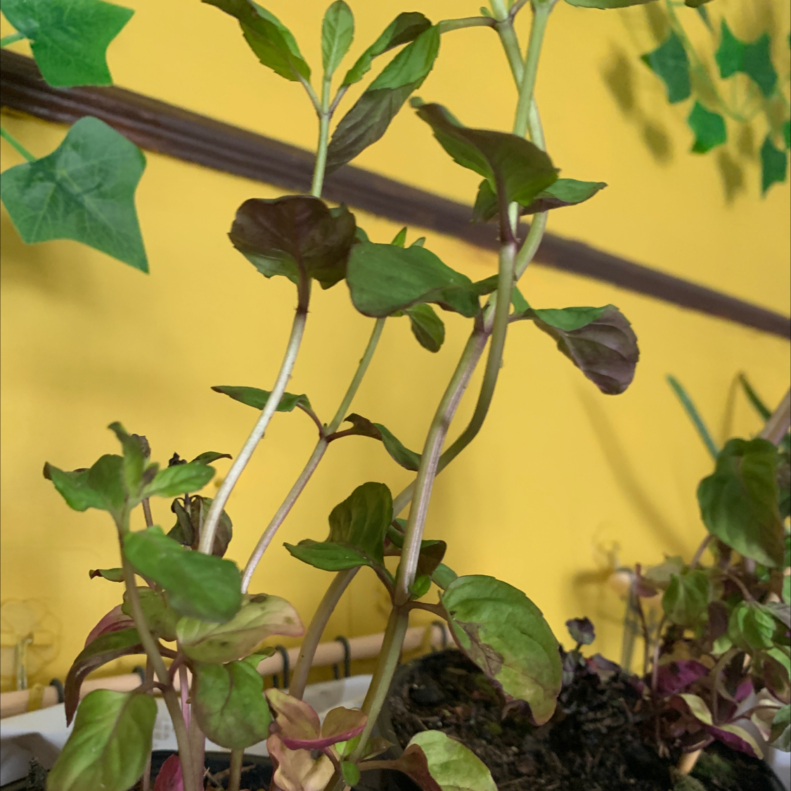 Watermint plant with green and purple leaves in a pot with visible soil.