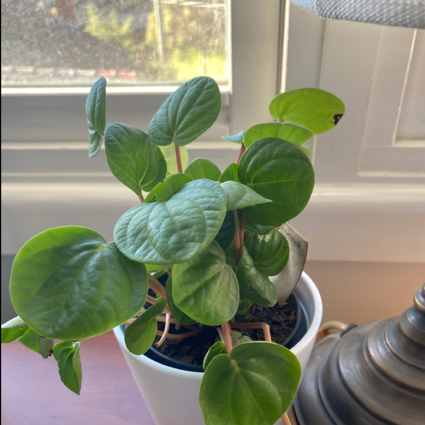 Healthy Rana Verde Peperomia plant in a white pot with vibrant green leaves.