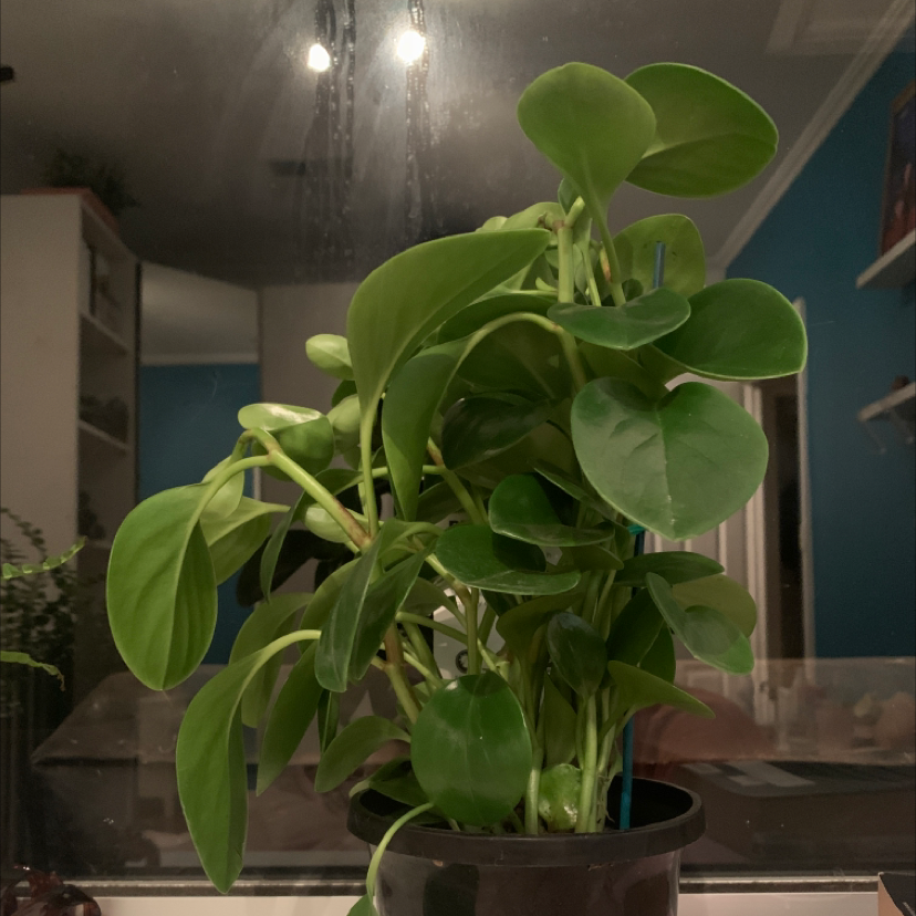 Photo of the plant species Arid-Land Peperomia by Sophie named Calisto on Greg, the plant care app