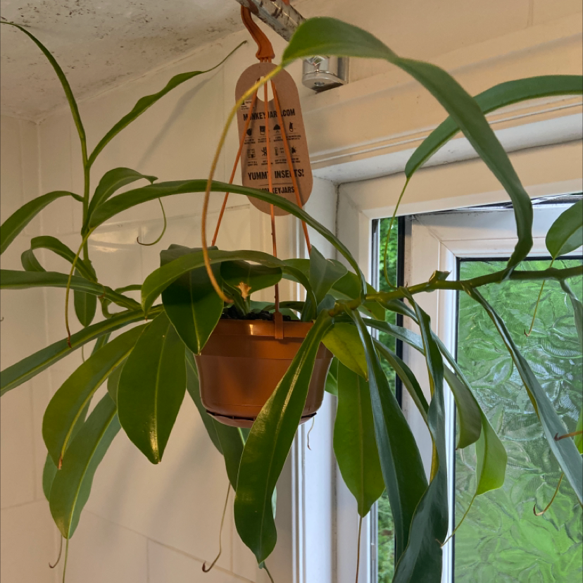 Photo of the plant species Nepenthes Monkey Jars by @FreyaFawn named Pitcher plant on Greg, the plant care app