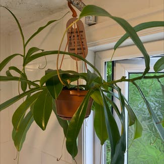 Nepenthes Monkey Jars plant in Burnley, England
