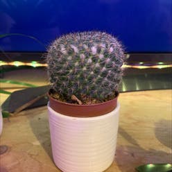 Blue Barrel Cactus plant