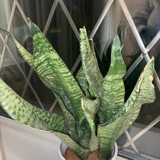 Snake Plant plant in Burnley, England