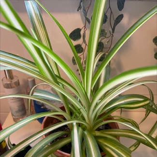 Spider Plant plant in Burnley, England