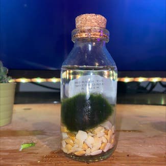 Marimo plant in Burnley, England
