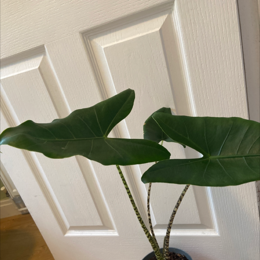 Zebra Elephant Ear plant with large, dark green leaves and striped stems.