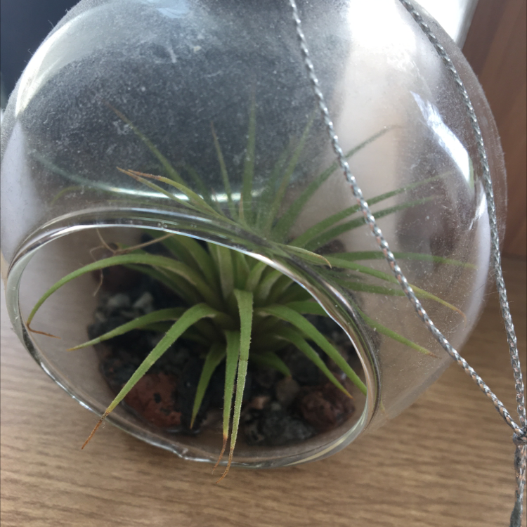 Pink Quill Plant (Tillandsia cyanea) in a glass terrarium with green leaves.