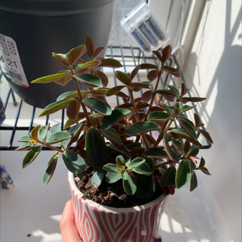 💧 How Much Humidity Does My Radiator Plant Need?