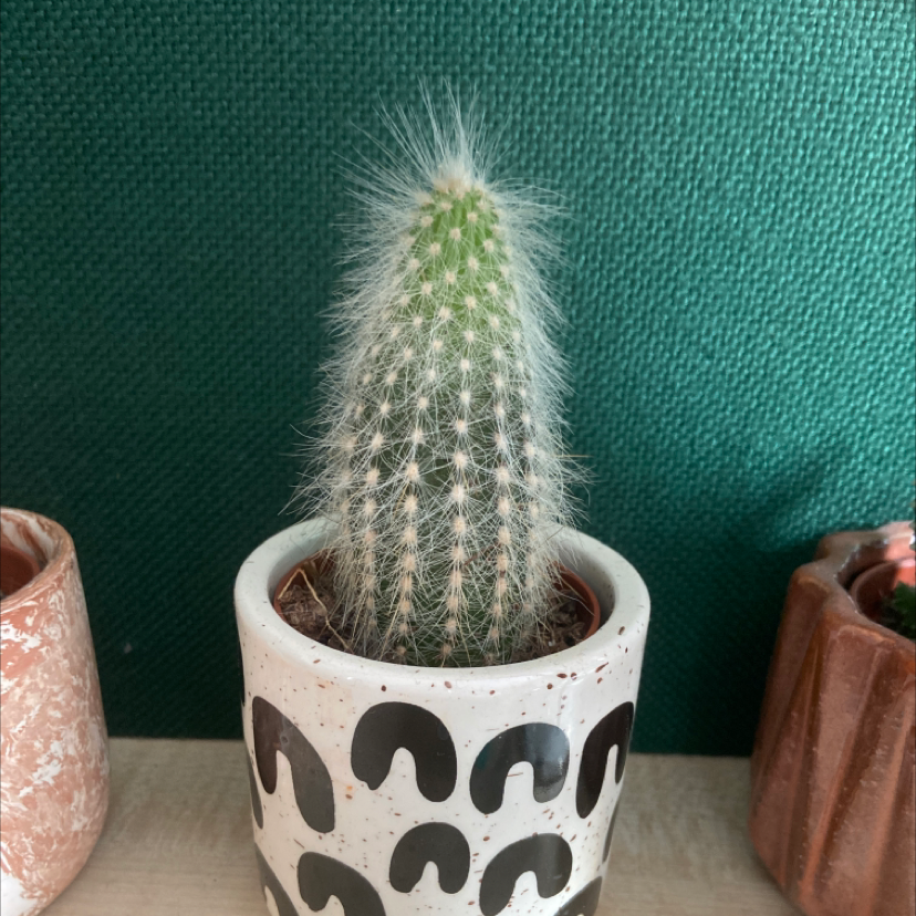 Silver Torch Cactus in a decorative pot with a green background.