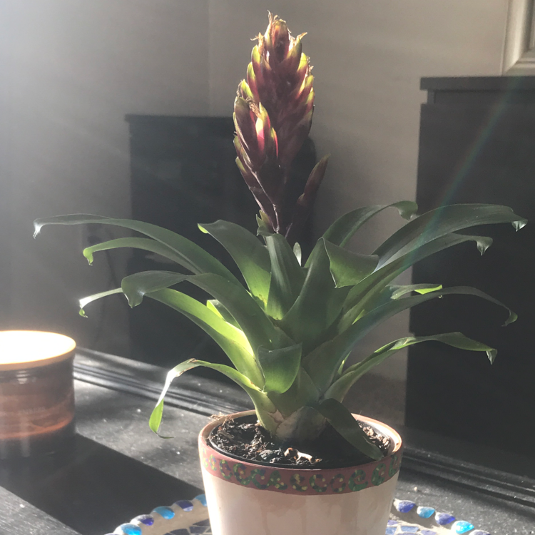 Flaming Sword plant (Vriesea splendens) in a pot with a prominent red inflorescence.