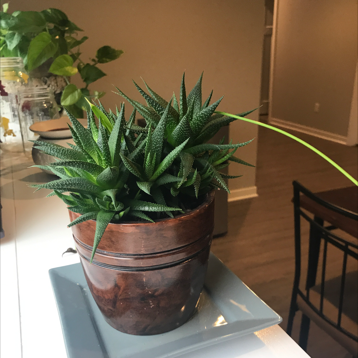 Healthy Zebra Plant with thick, striped leaves in a brown ceramic pot, no visible issues.