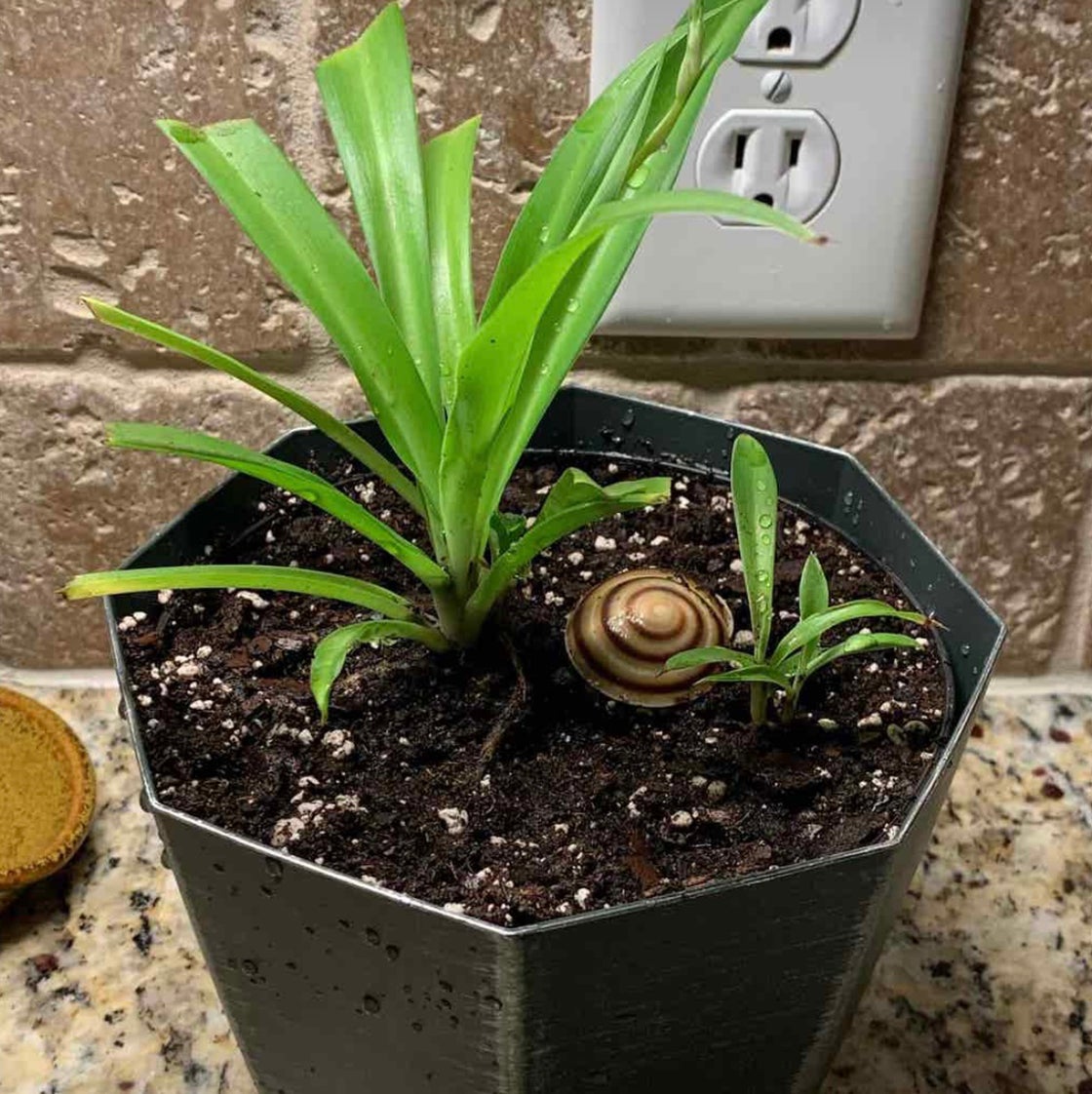 Spider Plant in a pot with visible soil, healthy green leaves, and no signs of discoloration.