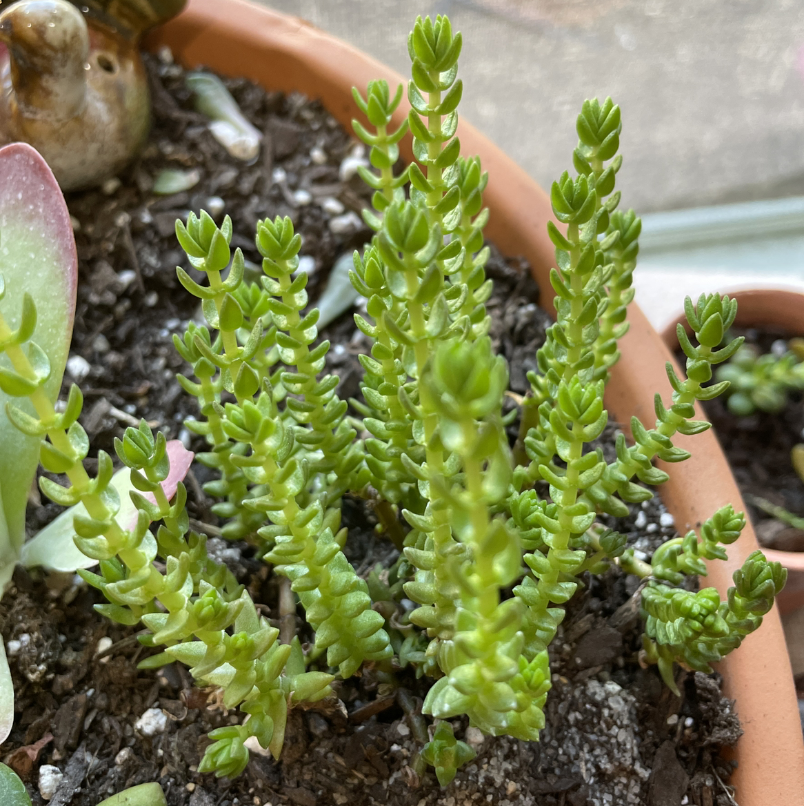 Healthy Goldmoss Stonecrop succulent in a terracotta pot with visible soil.