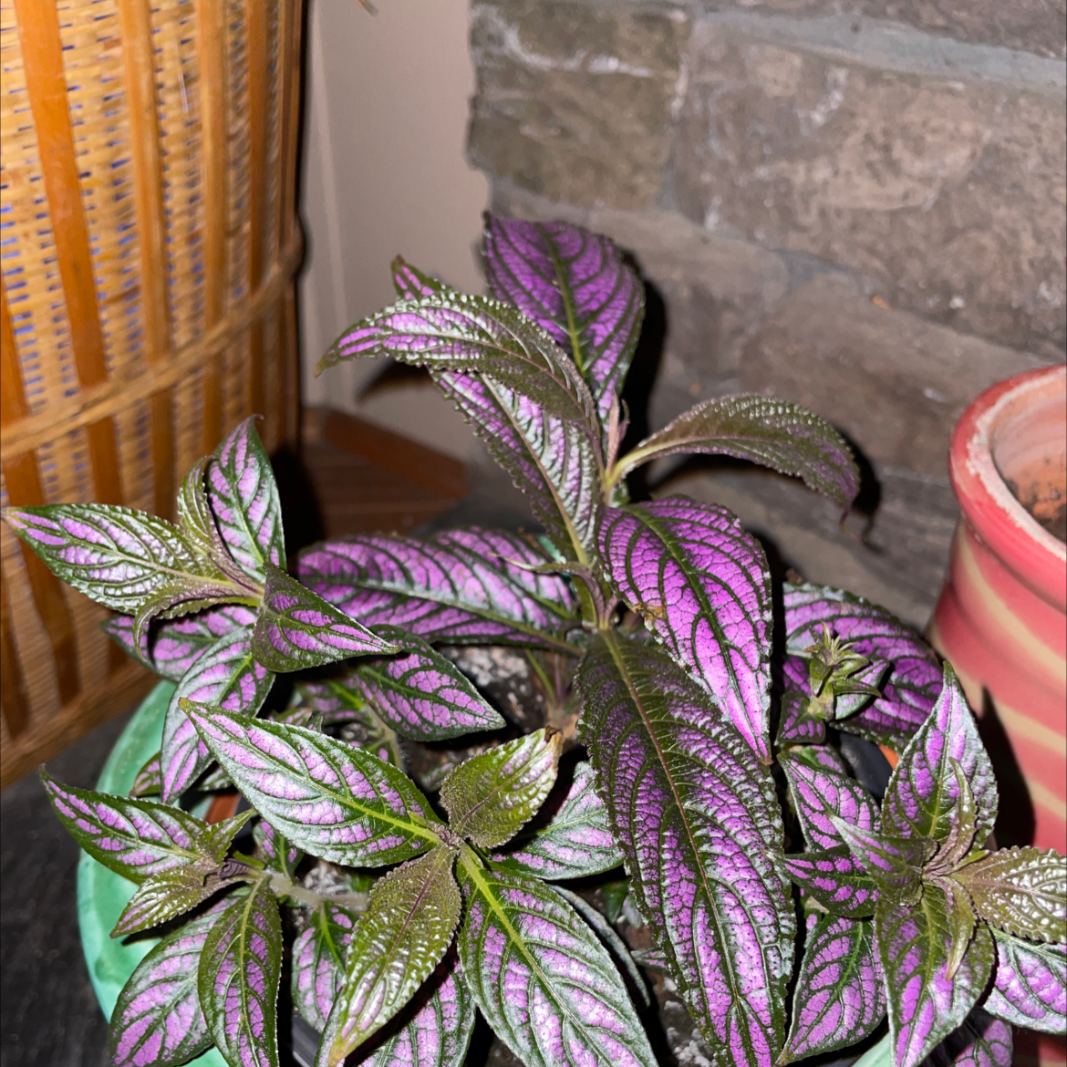 Persian Shield plant with vibrant purple and green leaves in a pot.